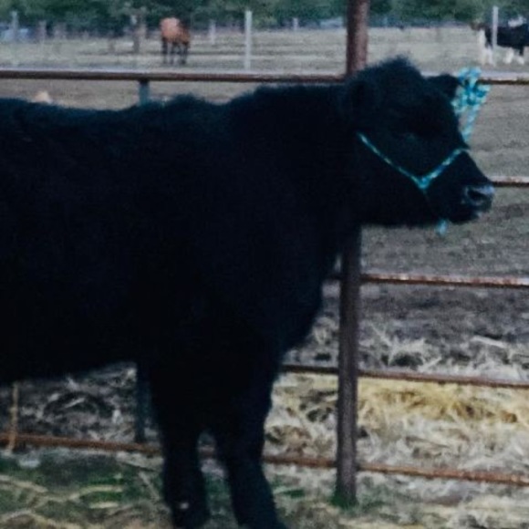 Meet your Posher, London - Picture 1 of 1